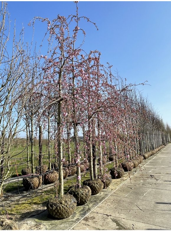 Hängende Nelkenkirsche 'Kiku-shidare-Zakura' | Prunus serrulata 'Kiku-shidare-Zakura' Hängende Nelkenkirsche 'Kiku-shidare-Zakura' | Prunus serrulata 'Kiku-shidare-Zakura'