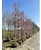 Hängende Nelkenkirsche 'Kiku-shidare-Zakura' | Prunus serrulata 'Kiku-shidare-Zakura'