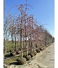 Hängende Nelkenkirsche 'Kiku-shidare-Zakura' | Prunus serrulata 'Kiku-shidare-Zakura'