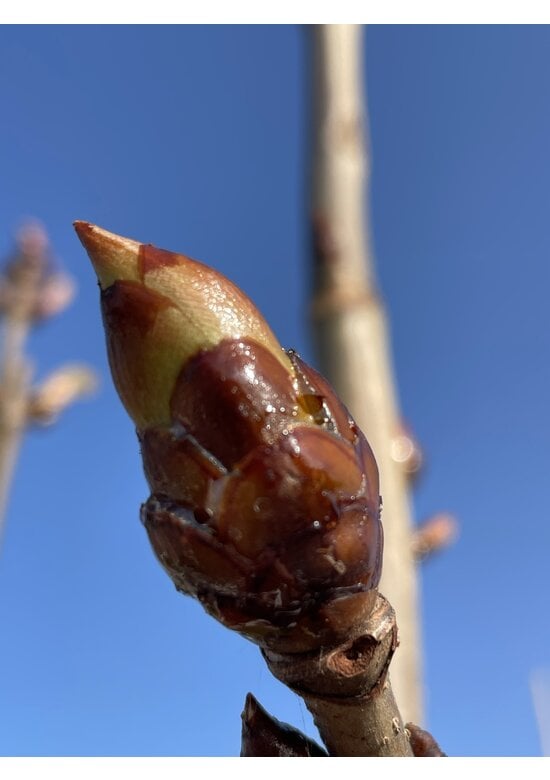 Gewöhnliche Rosskastanie | Aesculus hippocastanum