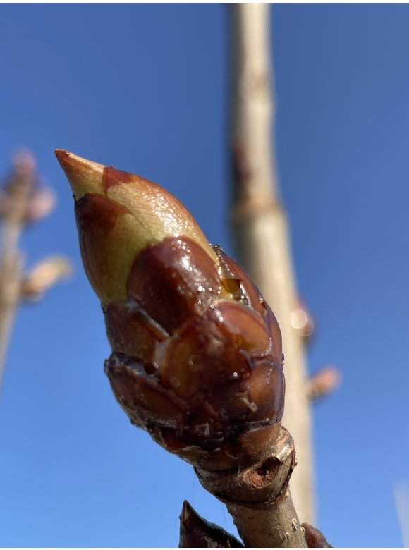 Gemeine Rosskastanie | Aesculus hippocastanum Gemeine Rosskastanie | Aesculus hippocastanum