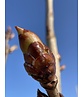 Gewöhnliche Rosskastanie | Aesculus hippocastanum