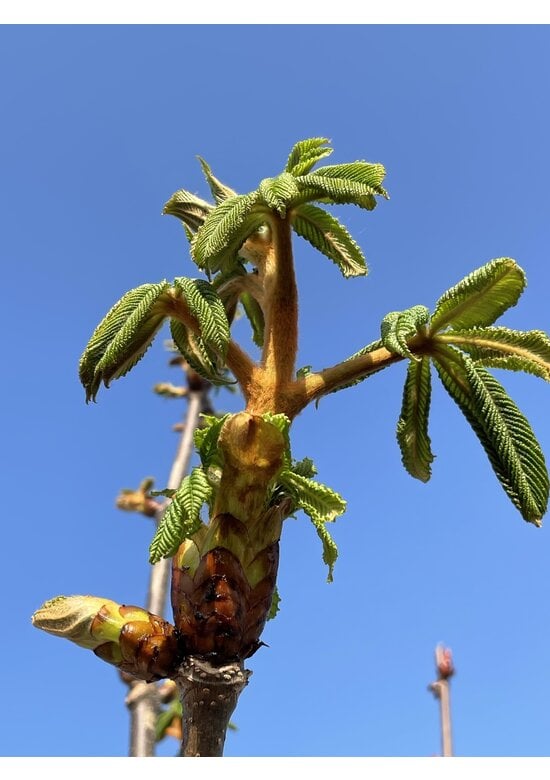 Gewöhnliche Rosskastanie | Aesculus hippocastanum