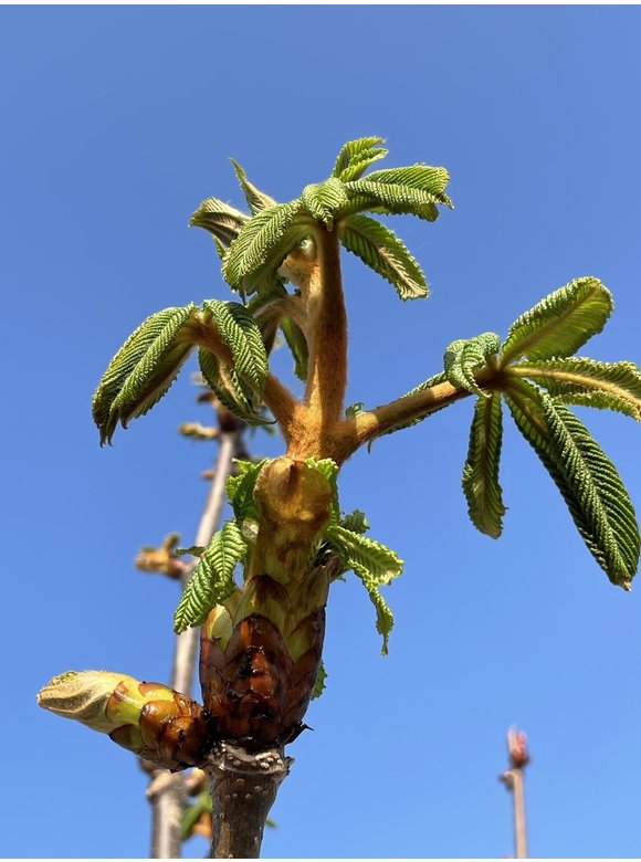 Gemeine Rosskastanie | Aesculus hippocastanum Gemeine Rosskastanie | Aesculus hippocastanum
