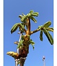Gewöhnliche Rosskastanie | Aesculus hippocastanum