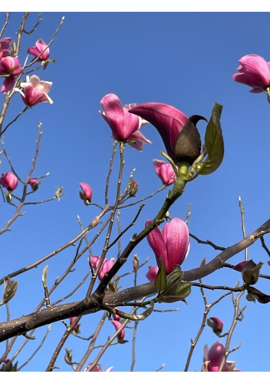 Rotblütige Magnolie 'Spectrum' | Magnolia 'Spectrum' Rotblütige Magnolie 'Spectrum' | Magnolia 'Spectrum'
