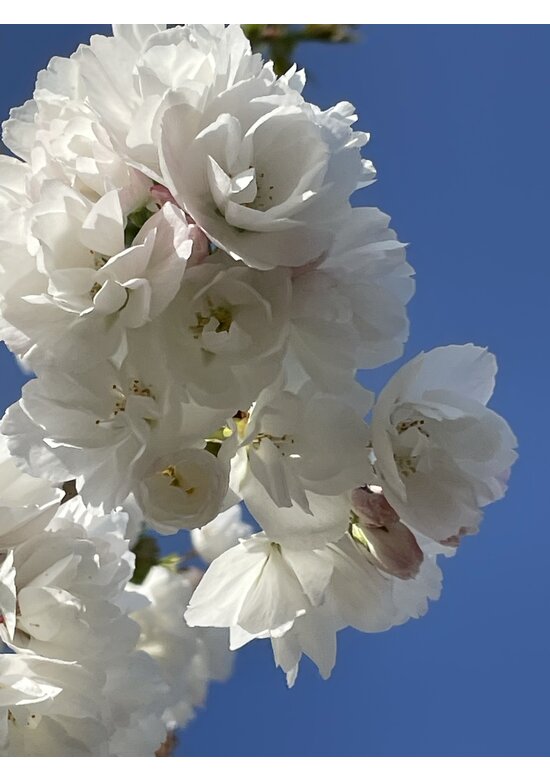 Fudschijama-Kirsche 'Shirotae' | Prunus serrulata 'Shirotae'