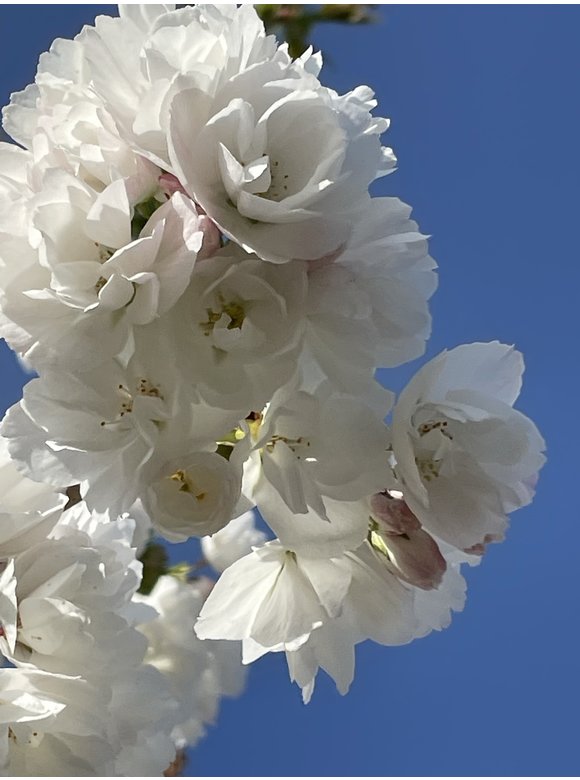 Fudschijama-Kirsche 'Shirotae' | Prunus serrulata 'Shirotae' Fudschijama-Kirsche 'Shirotae' | Prunus serrulata 'Shirotae'