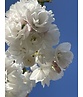 Fudschijama-Kirsche 'Shirotae' | Prunus serrulata 'Shirotae'