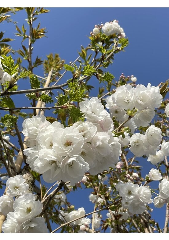 Fudschijama-Kirsche 'Shirotae' | Prunus serrulata 'Shirotae'