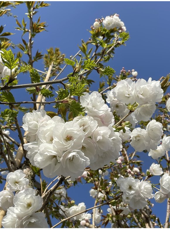 Fudschijama-Kirsche 'Shirotae' | Prunus serrulata 'Shirotae' Fudschijama-Kirsche 'Shirotae' | Prunus serrulata 'Shirotae'