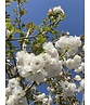 Fudschijama-Kirsche 'Shirotae' | Prunus serrulata 'Shirotae'
