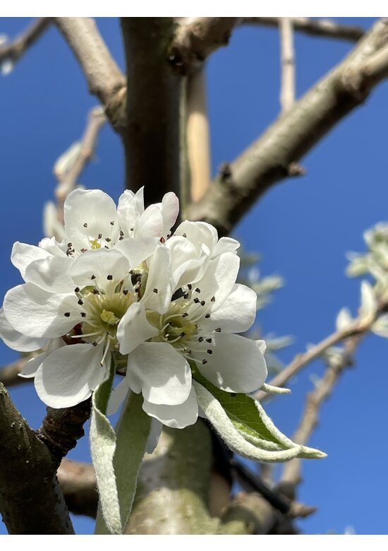 Schneebirne | Pyrus nivalis Schneebirne | Pyrus nivalis