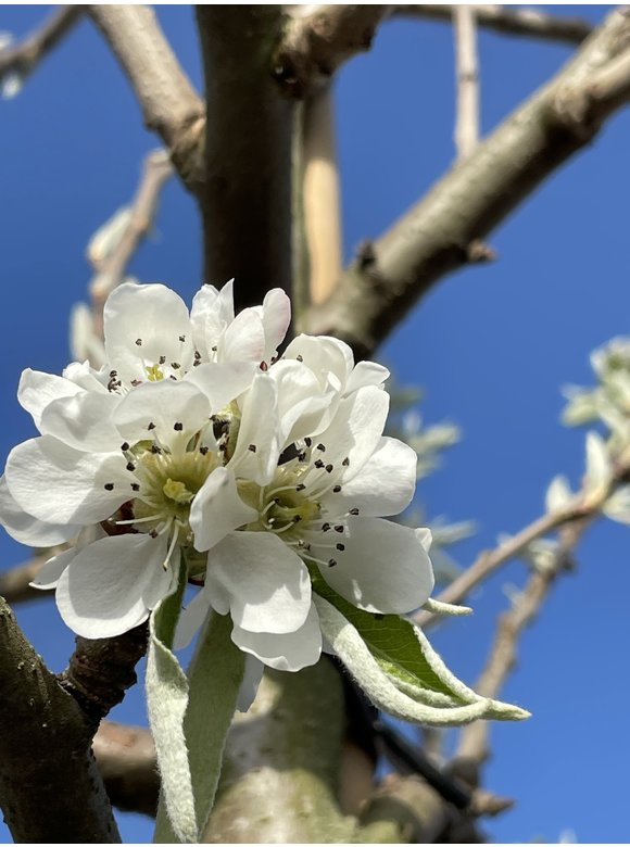 Schneebirne | Pyrus nivalis Schneebirne | Pyrus nivalis