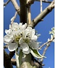 Schneebirne | Pyrus nivalis Schneebirne | Pyrus nivalis