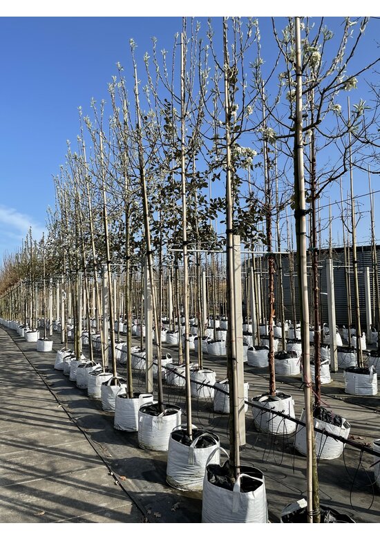 Schneebirne | Pyrus nivalis Schneebirne | Pyrus nivalis