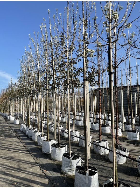 Schneebirne | Pyrus nivalis Schneebirne | Pyrus nivalis