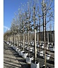 Schneebirne | Pyrus nivalis Schneebirne | Pyrus nivalis