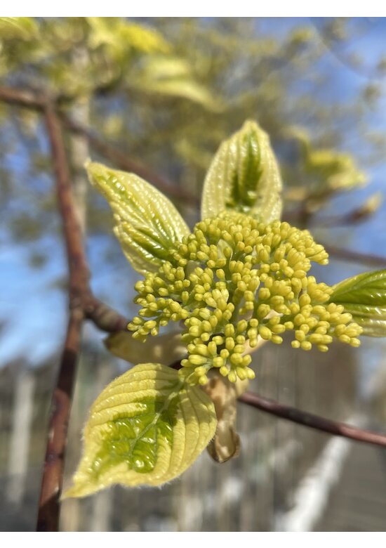 Hoher Weißbunter Etagen-Hartriegel 'Variegata' | Cornus controversa 'Variegata'