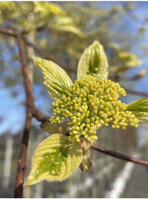 Hoher Weißbunter Etagen-Hartriegel 'Variegata' | Cornus controversa 'Variegata' Hoher Weißbunter Etagen-Hartriegel 'Variegata' | Cornus controversa 'Variegata'