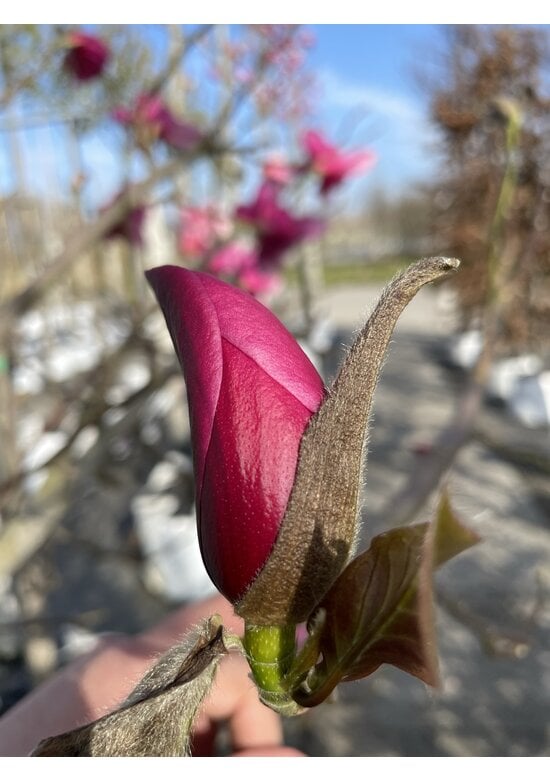 Rotblütige Magnolie 'Spectrum' | Magnolia 'Spectrum'