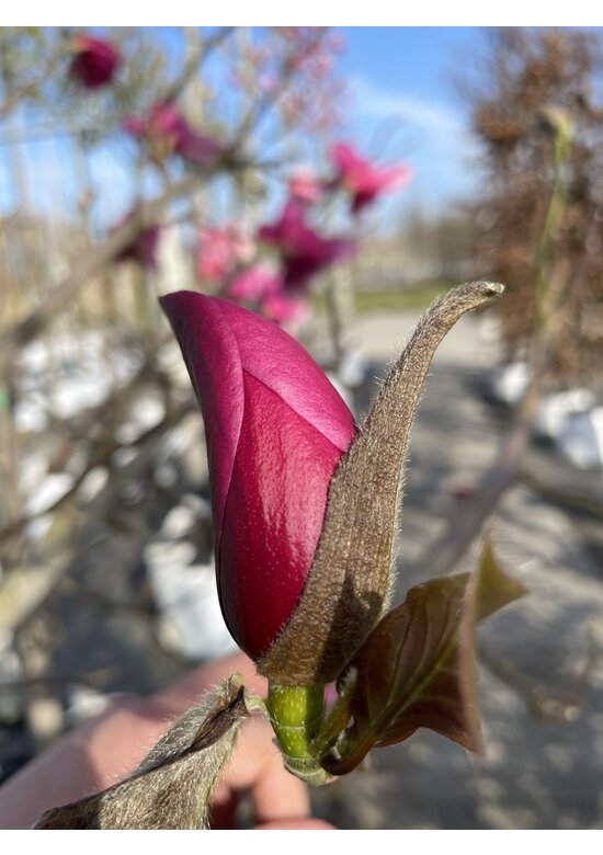 Rotblütige Magnolie 'Spectrum' | Magnolia 'Spectrum'