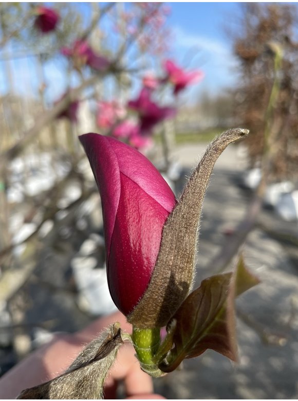 Rotblütige Magnolie 'Spectrum' | Magnolia 'Spectrum' Rotblütige Magnolie 'Spectrum' | Magnolia 'Spectrum'