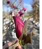 Rotblütige Magnolie 'Spectrum' | Magnolia 'Spectrum'