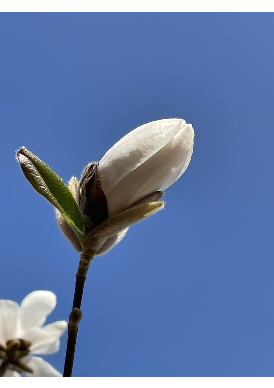 Magnolie 'Merrill' | Magnolia loebneri 'Merrill'