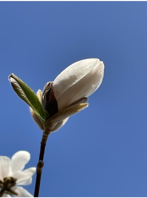 Magnolie 'Merrill' | Magnolia loebneri 'Merrill' Magnolie 'Merrill' | Magnolia loebneri 'Merrill'