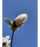 Magnolie 'Merrill' | Magnolia loebneri 'Merrill'