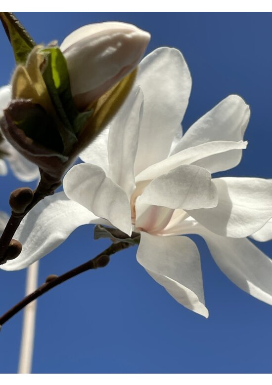 Magnolie 'Merrill' | Magnolia loebneri 'Merrill'