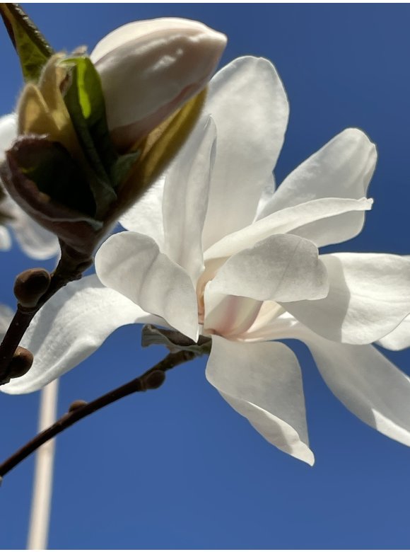 Magnolie 'Merrill' | Magnolia loebneri 'Merrill' Magnolie 'Merrill' | Magnolia loebneri 'Merrill'