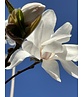 Magnolie 'Merrill' | Magnolia loebneri 'Merrill'