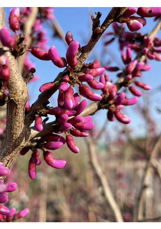 Chinesischer Judasbaum 'Avondale' - Mehrstämmig | Cercis chinensis 'Avondale'