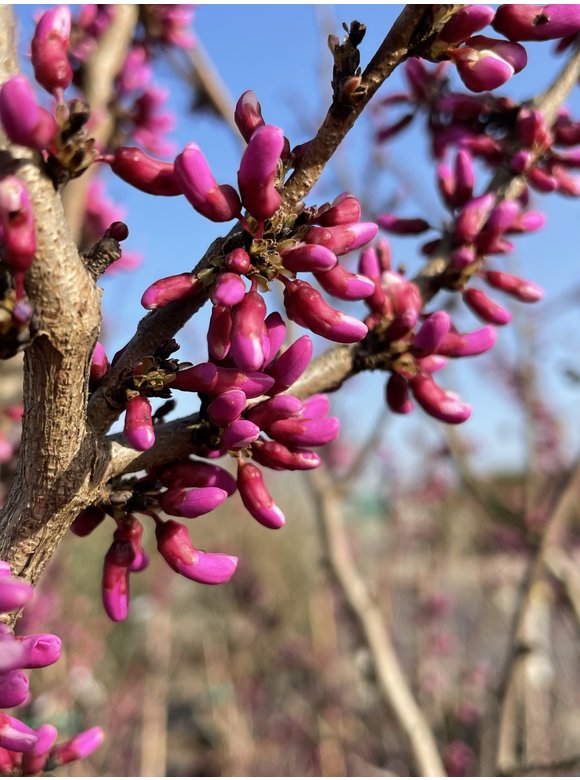 Chinesischer Judasbaum 'Avondale' - Mehrstämmig | Cercis chinensis 'Avondale' Chinesischer Judasbaum 'Avondale' - Mehrstämmig | Cercis chinensis 'Avondale'