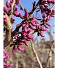 Chinesischer Judasbaum 'Avondale' - Mehrstämmig | Cercis chinensis 'Avondale'