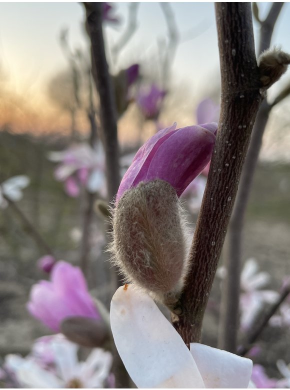 Rosa Stern-Magnolie 'Leonard Messel' | Magnolia loebneri 'Leonard Messel' Rosa Stern-Magnolie 'Leonard Messel' | Magnolia loebneri 'Leonard Messel'
