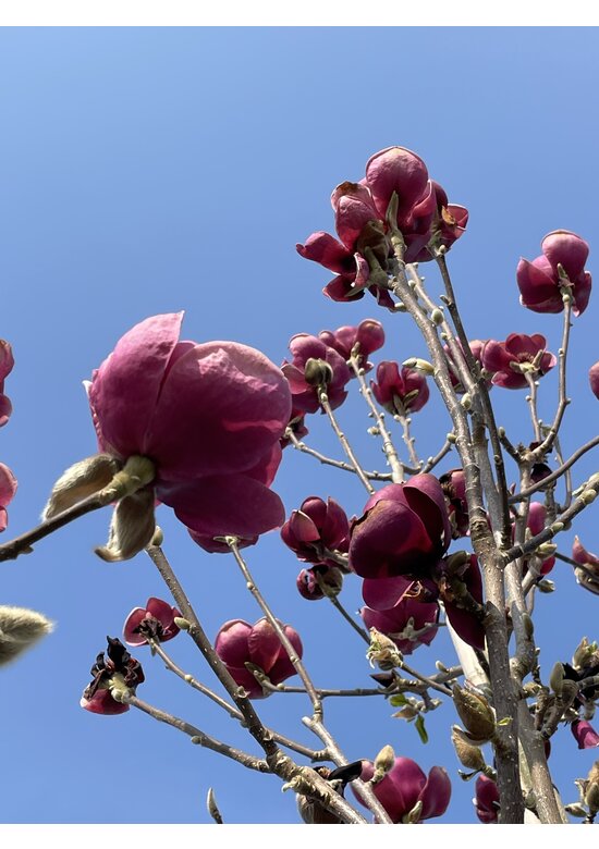Schwarz-Rote Magnolie 'Black Tulip' | Magnolia 'Black Tulip'