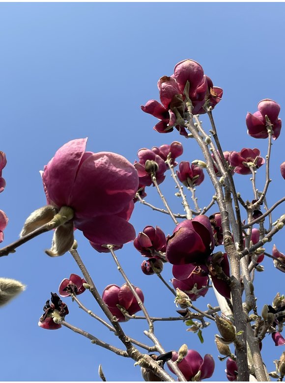 Schwarz-Rote Magnolie 'Black Tulip' | Magnolia 'Black Tulip' Schwarz-Rote Magnolie 'Black Tulip' | Magnolia 'Black Tulip'