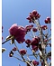 Schwarz-Rote Magnolie 'Black Tulip' | Magnolia 'Black Tulip'