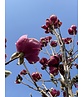 Schwarz-Rote Magnolie 'Black Tulip' | Magnolia 'Black Tulip'