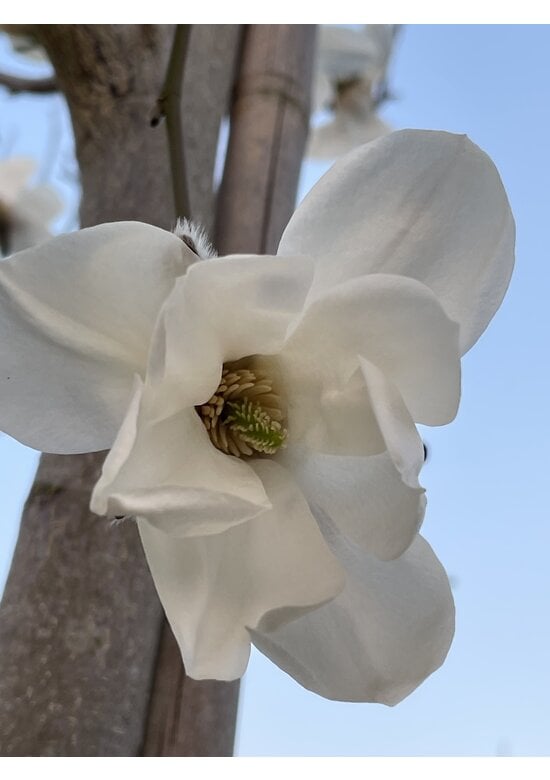Kobushi Magnolie | Magnolia kobus