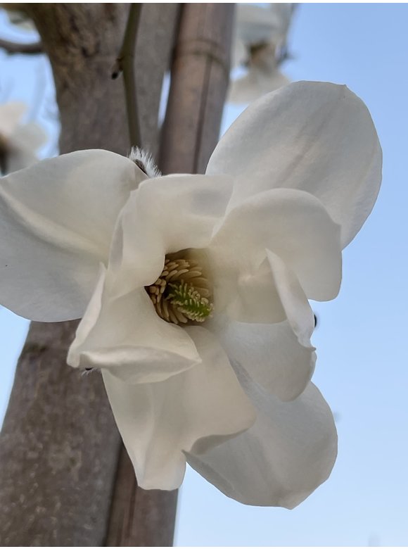 Kobushi-Magnolie - Baum-Magnolie | Magnolia kobus Kobushi-Magnolie - Baum-Magnolie | Magnolia kobus