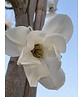 Kobushi Magnolie | Magnolia kobus
