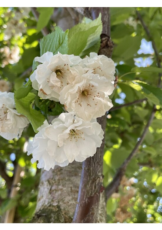 Gefülltblühende Vogelkirsche 'Plena' | Prunus avium 'Plena'