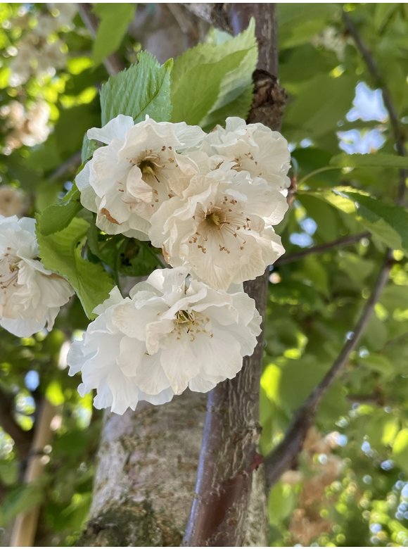 Gefülltblühende Vogelkirsche 'Plena' | Prunus avium 'Plena' Gefülltblühende Vogelkirsche 'Plena' | Prunus avium 'Plena'