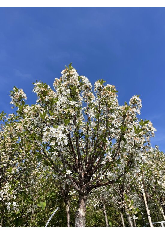 Kugelkirsche 'Umbraculifera' | Prunus eminens 'Umbraculifera' Kugelkirsche 'Umbraculifera' | Prunus eminens 'Umbraculifera'