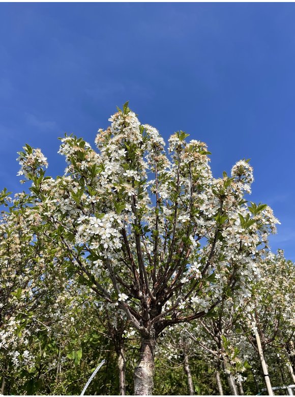 Kugelkirsche 'Umbraculifera' | Prunus eminens 'Umbraculifera' Kugelkirsche 'Umbraculifera' | Prunus eminens 'Umbraculifera'