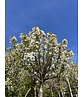 Kugelkirsche 'Umbraculifera' | Prunus eminens 'Umbraculifera' Kugelkirsche 'Umbraculifera' | Prunus eminens 'Umbraculifera'